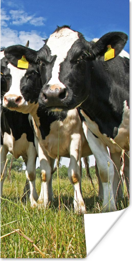 MuchoWow Poster Kühe - Gras - Wiese - Tiere 20x40 cm - Plakat - Foto