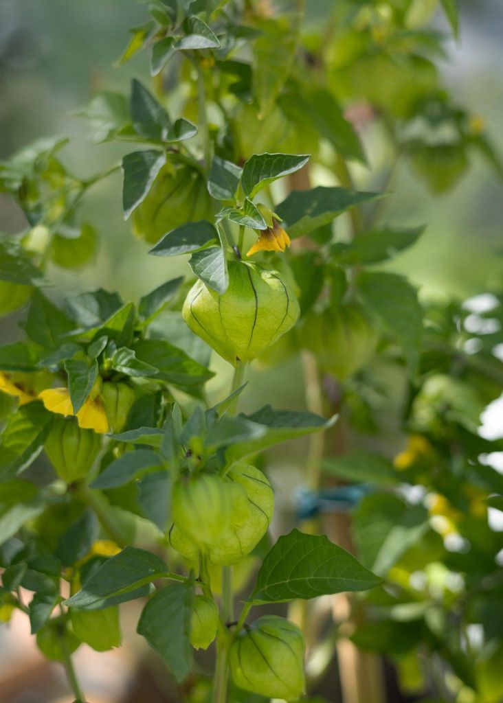 Tomatillo Physalis Samen – Physalis philadelphica ixocarpa – 10 Samen für mexikanische Tomatillo Pflanzen – Für Garten, Hochbeet & Gewächs...