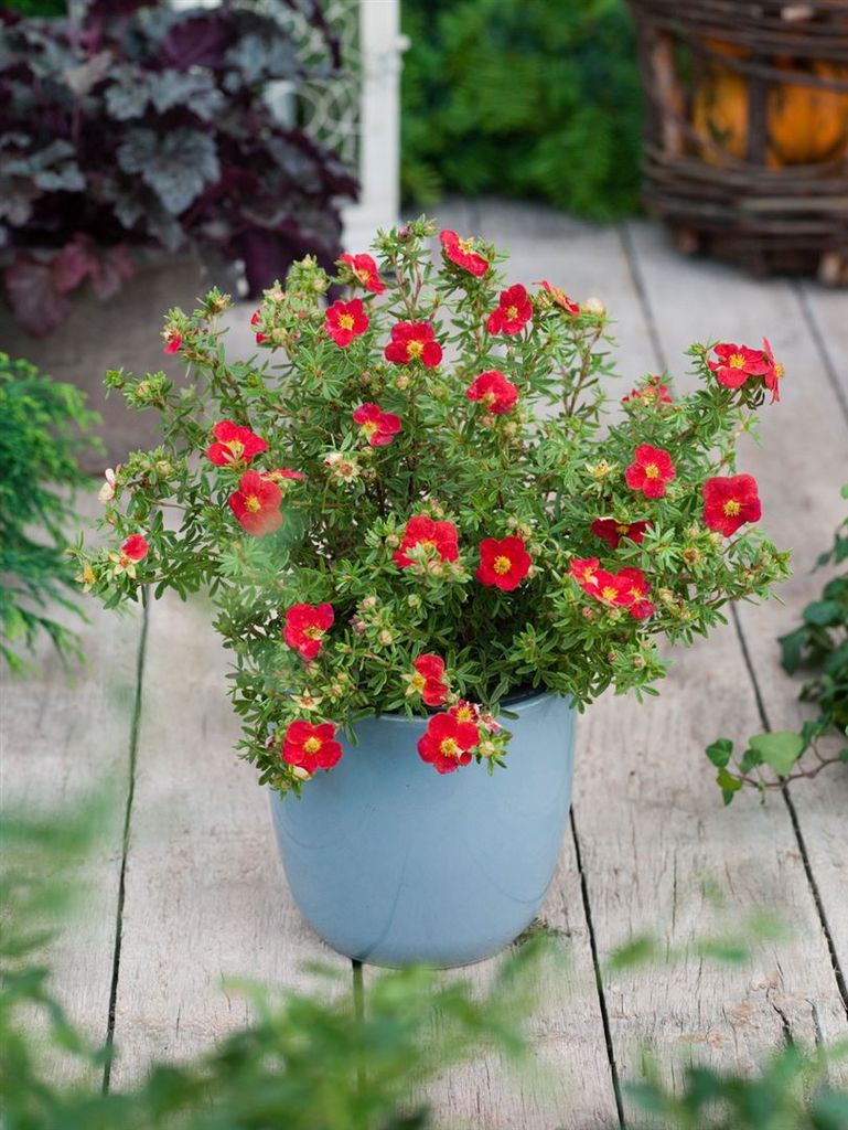 Potentilla fruticosa 'Red Joker', Fingerstrauch, leuchtend rot, 25–30 cm