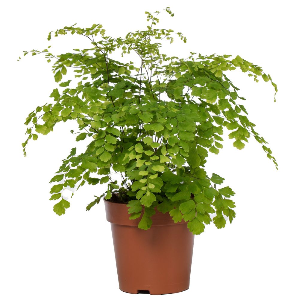 Dreieckiges Frauenhaarfarn 35cm Produktbild 