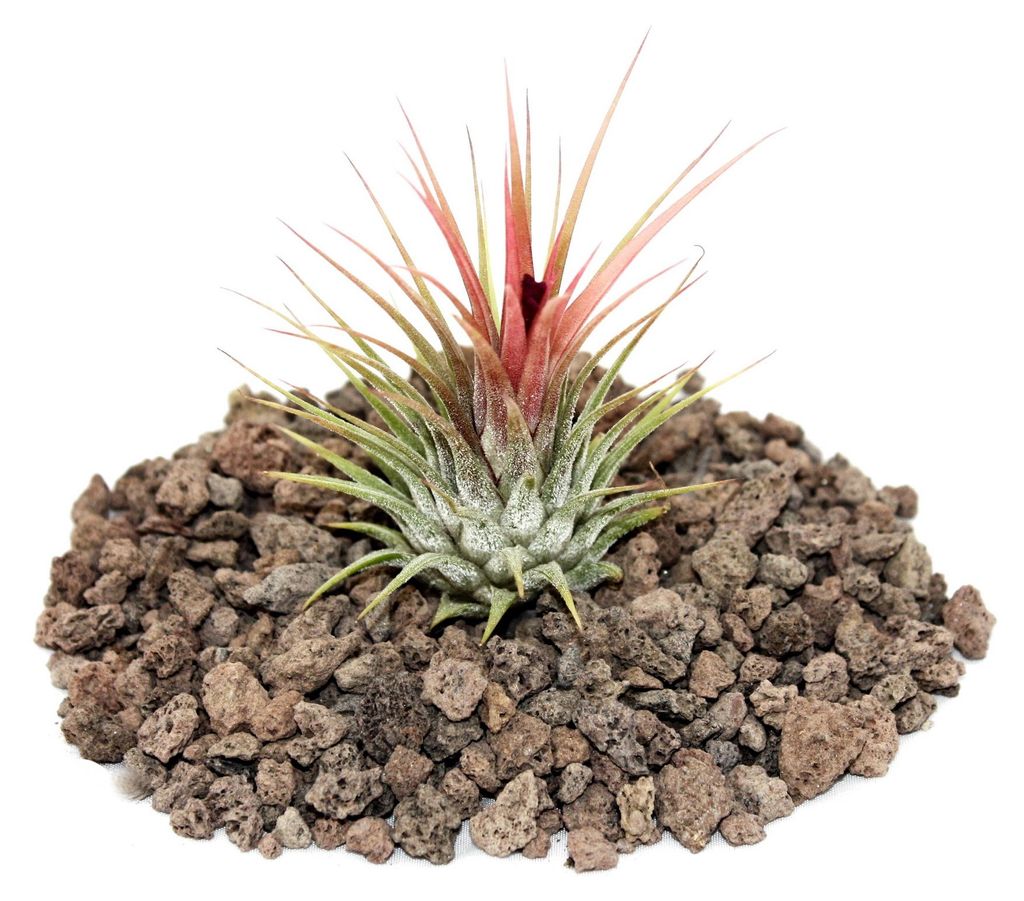 Tillandsia ionantha ionantha - roslina luzna Obrázok produktu 