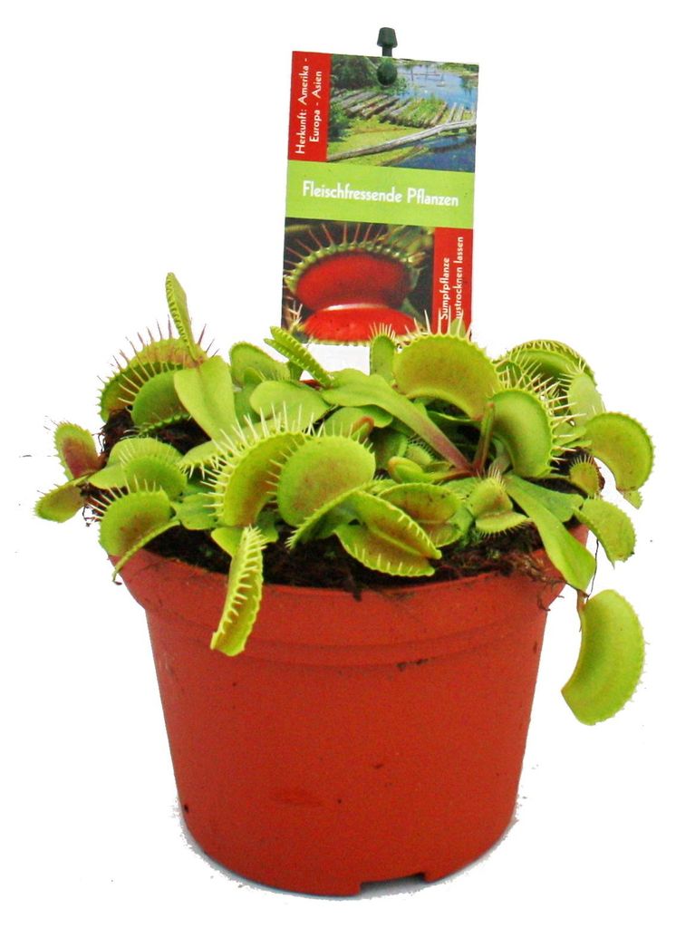 Mucholapka venušinská - Dionaea muscipula - 12cm květináč Obrázek produktu 