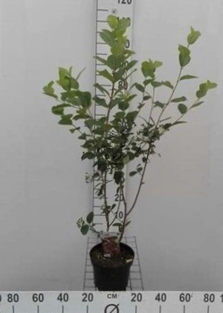 Aronia arbutifolia 'Brilliant' - Rote Aroniabeere 40- 60 cm Container