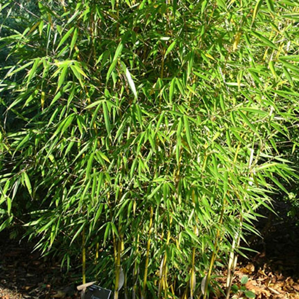 Bambou de haie - Fargesia robusta | 60- 80 cm en conteneur Image du produit 