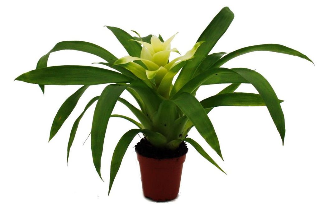 efeu geranien Efeu-Geranie-Blumensamen  Pure Asia Seeds