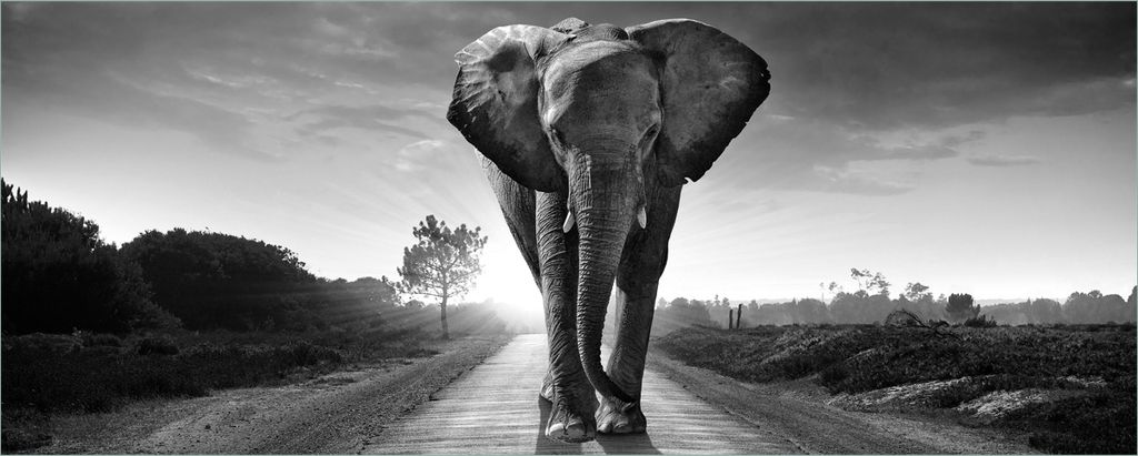 Wallario Poster - Elefant bei Sonnenaufgang in Afrika schwarzweiß, Kunstdruck Größe: 80 x 200 cm