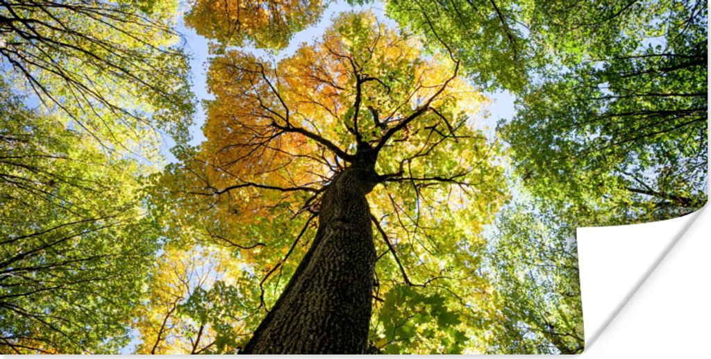 MuchoWow Poster Baum - Natur - Wald 160x80 cm - Foto Poster