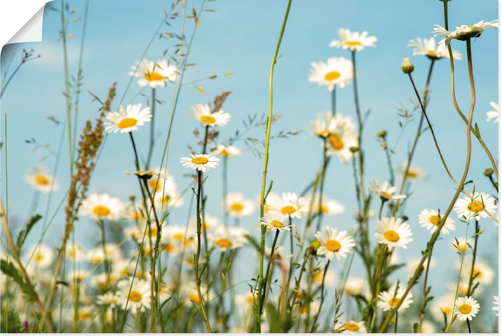 ARTland Poster Margeriten vor Sommer Himmel Größe: 60x40 cm