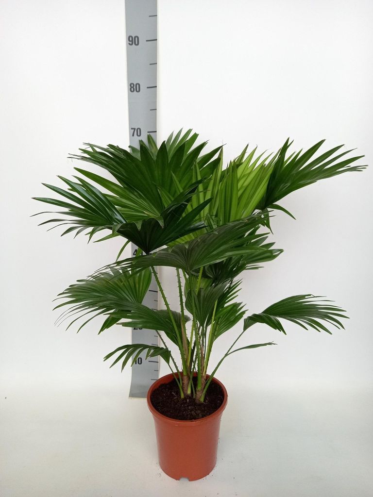 Livistona Rotundifolia - Fächerpalme - 60-70cm - Ø17cm - Produktbild 