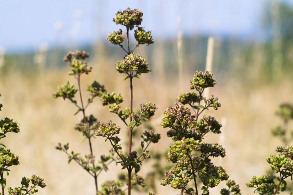 Griechischer Oregano - Pizza Dost - min. 30 Samen Produktbild 