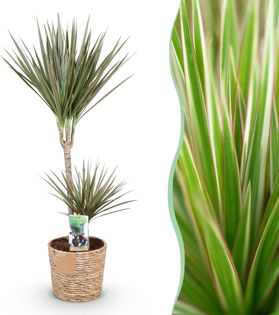 Green boutiQ - Zimmerpflanzen - Dracaena Marginata Bicolor - Drachenbaum - Pflegeleicht - mit Korb - Grün - Braun - 1 Pflanze - Topf 21cm - Höhe ...