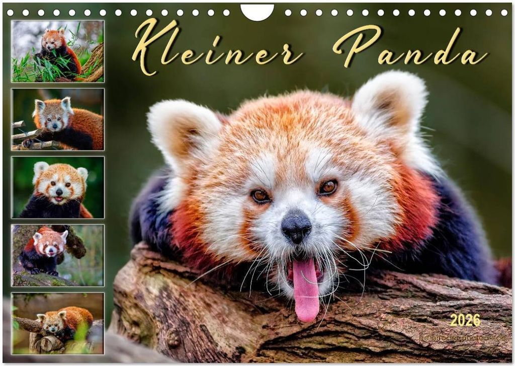 Kleiner Panda (Wandkalender 2026 DIN A4 quer), CALVENDO Monatskalender