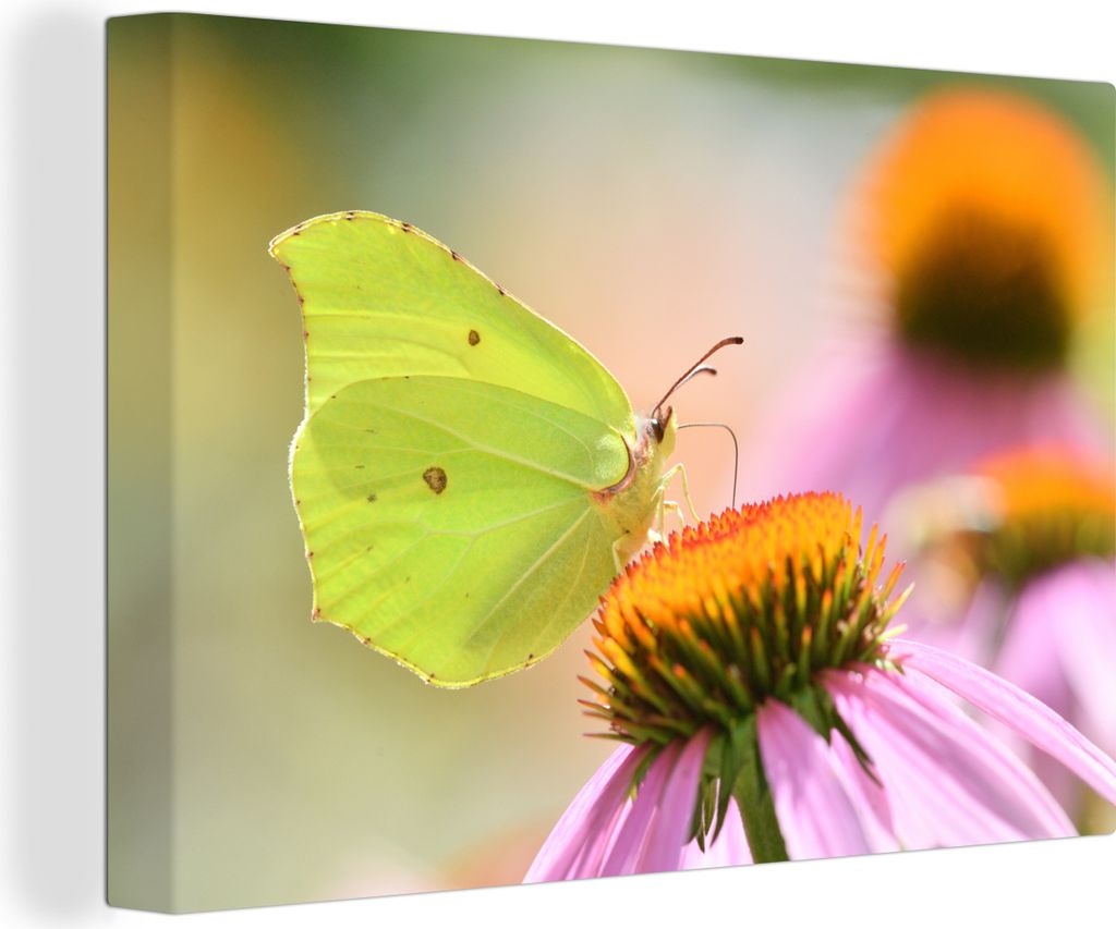 OneMillionCanvasses - Leinwandbilder - 140x90 cm, Schmetterling - Insekten - Farben, Wandbilder Kunstdruck Wanddekoration - Foto auf Leinwand - G...