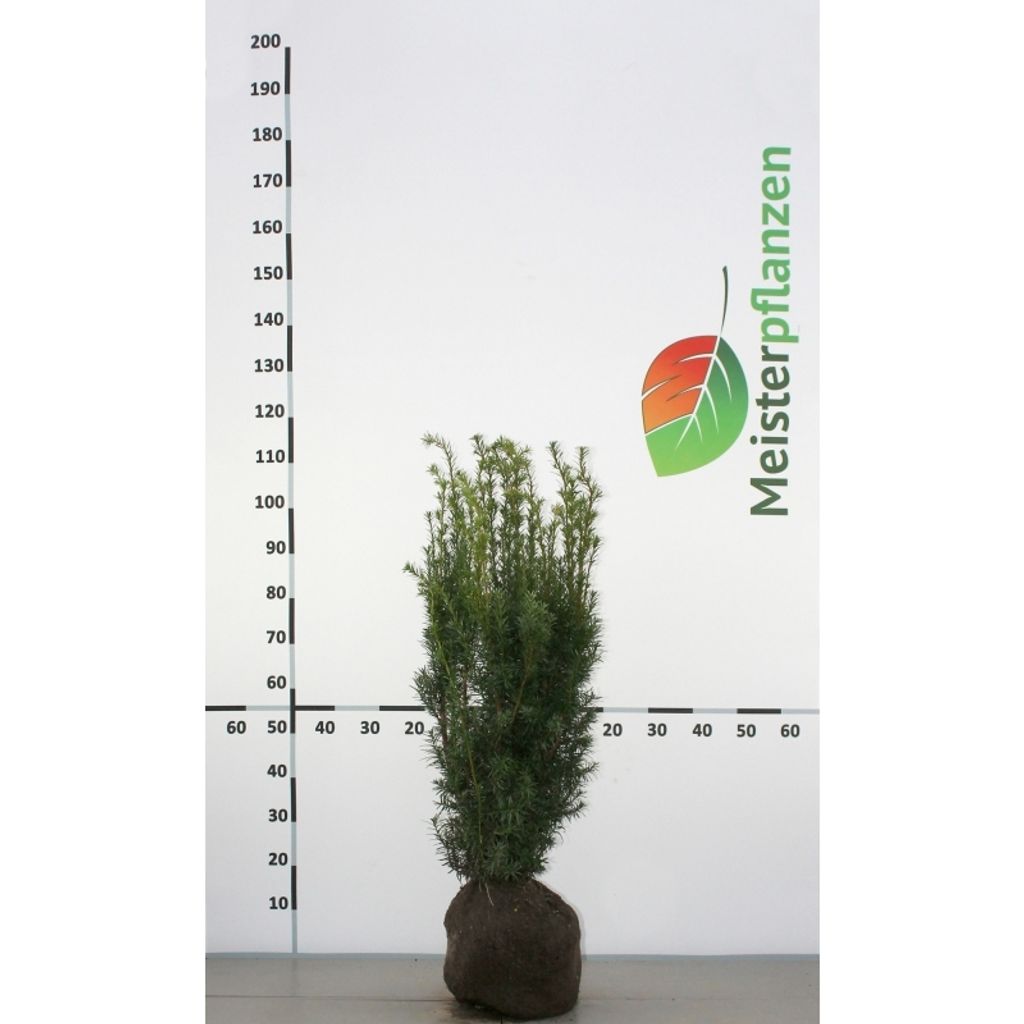 Fruchtende Bechereibe Taxus media Hicksii 60-80 cm, 5x Heckenpflanze