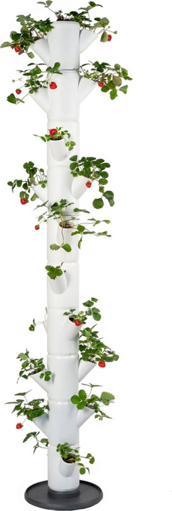Gusta Garden SISSI STRAWBERRY Infinity samozavlažovací Obrázek produktu 