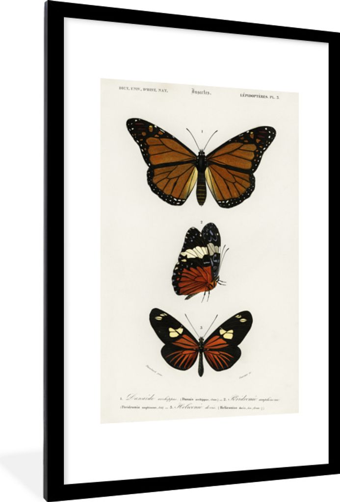 MuchoWow MuchoWow Gerahmtes Poster Schmetterling - Vintage - Insekten 60x90 cm - Poster mit zchwarzem Bilderrahmen - Dekoration - Wandposter Wo...