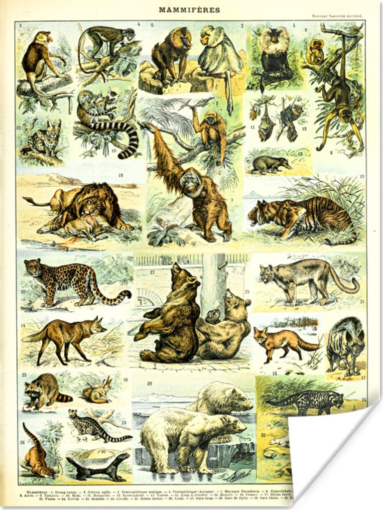 MuchoWow Poster Tiere - Affe - Bär 60x80 cm - Schlafzimmer Dekoration