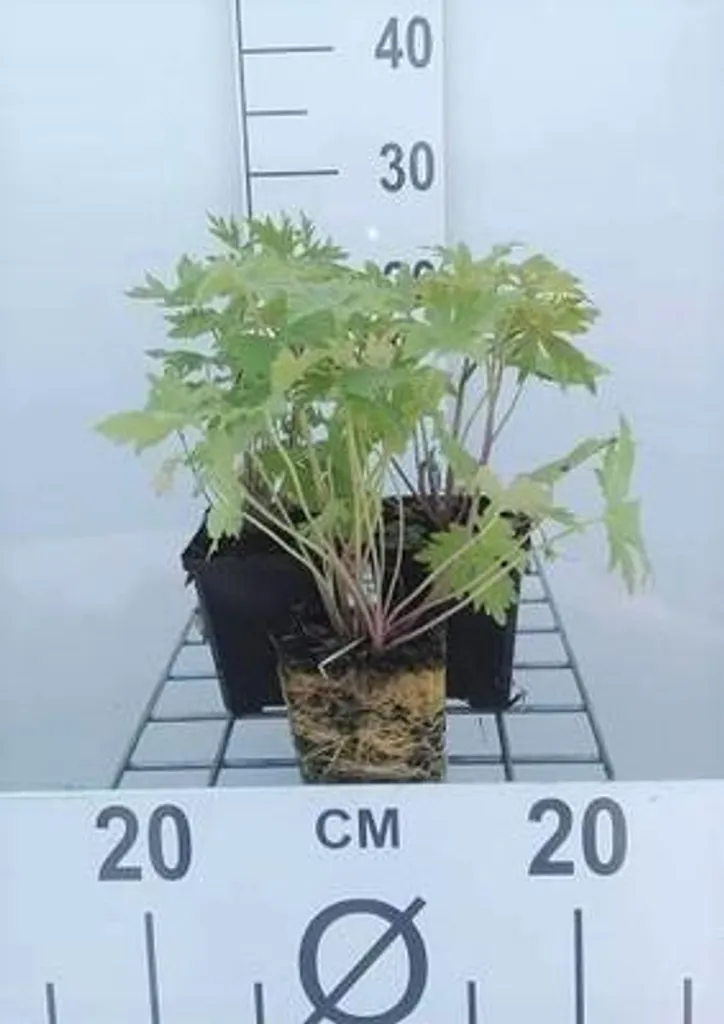 Donnez de la Hauteur à votre Jardin - 6 Delphiniums Astolat 9x9 cm