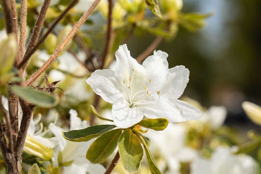 Rhododendron obtusum 'Luzi', Azalee, rosa Blüten, 20–25 cm