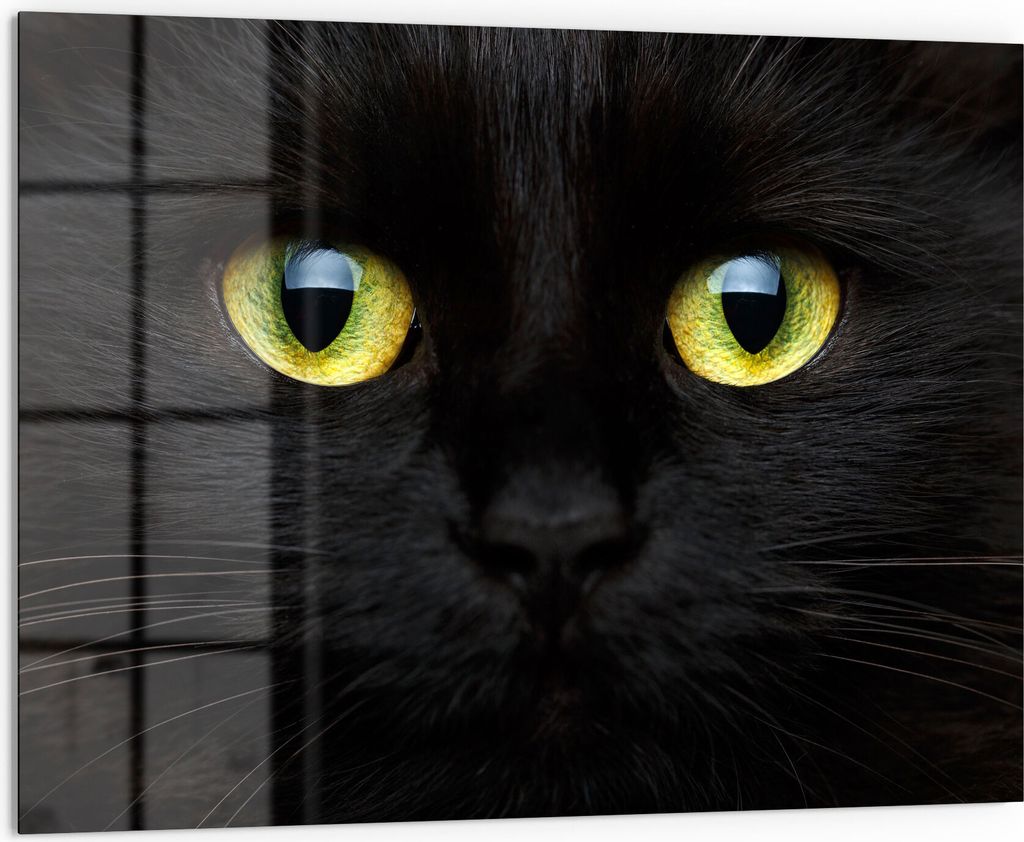 DEQORI Küchenrückwand Glas 80x60 cm 'Gesicht eines Kätzchens' Spritzschutz Bad Rückwand