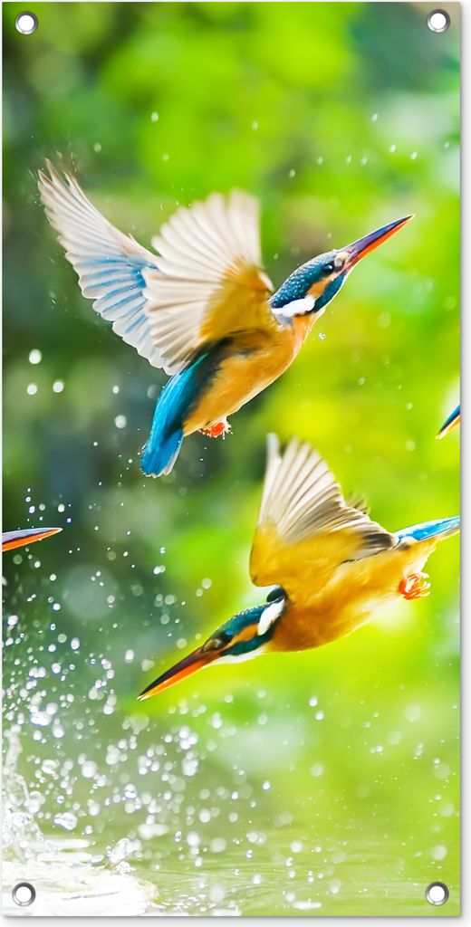 MuchoWow 40x80 cm Outdoor-Poster Gartendeko Sichtschutz Garten Poster für den Garten Vögel - Eisvogel - Tiere - Wasser