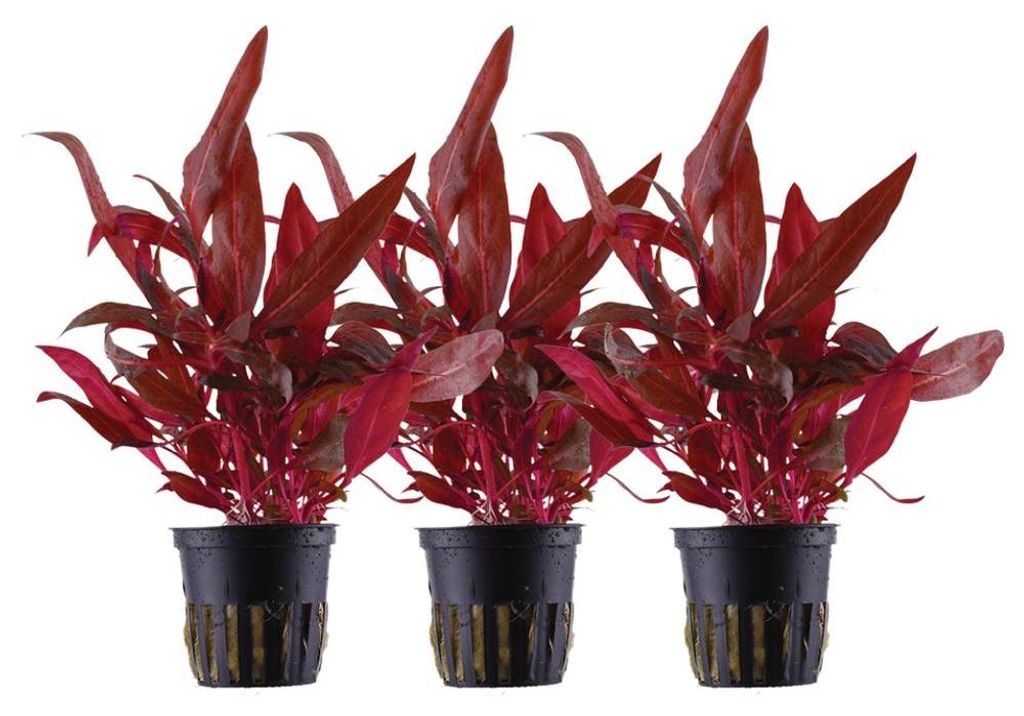 Aquarium Pflanze 3 Stück Alternanthera reineckii Rosanervig Produktbild 