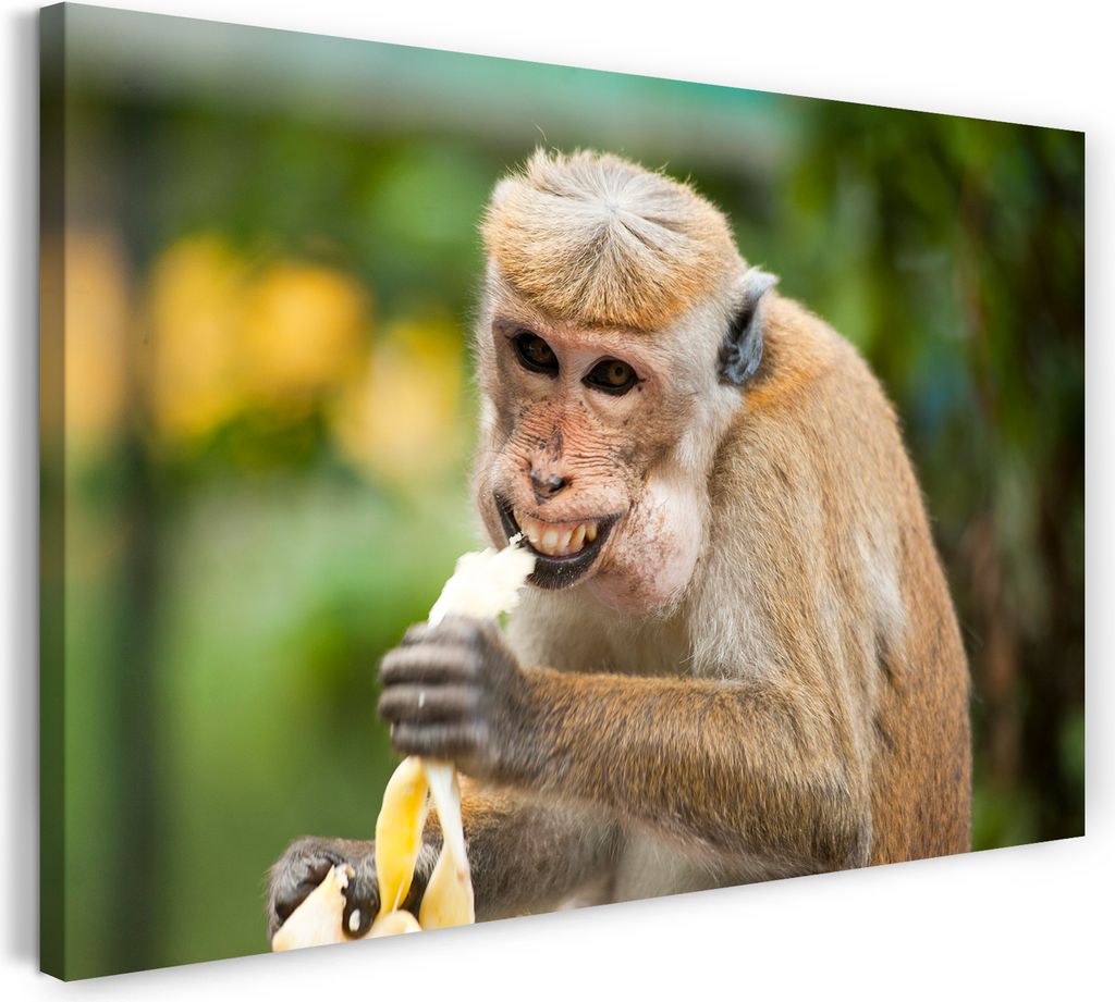 Leinwandbild (80x60cm): Süßer Affe cute monkey sweet Tier-Bilder Afrika Natur Wild-Life Africa, echter Holz-Keilrahmen inkl. Aufhänger, handgefe...