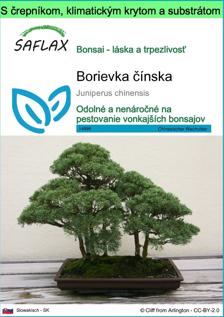SAFLAX Garden to go - Borievka čínska - Juniperus chinensis Obrázok produktu 