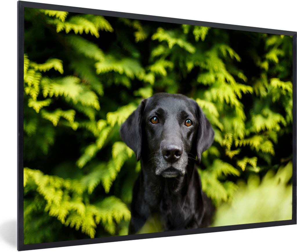 MuchoWow Gerahmtes Poster Ein schwarzer Labrador Retriever inmitten der grünen Blätter 90x60 cm - Poster mit Schwarzem Bilderrahmen Wandposter ...