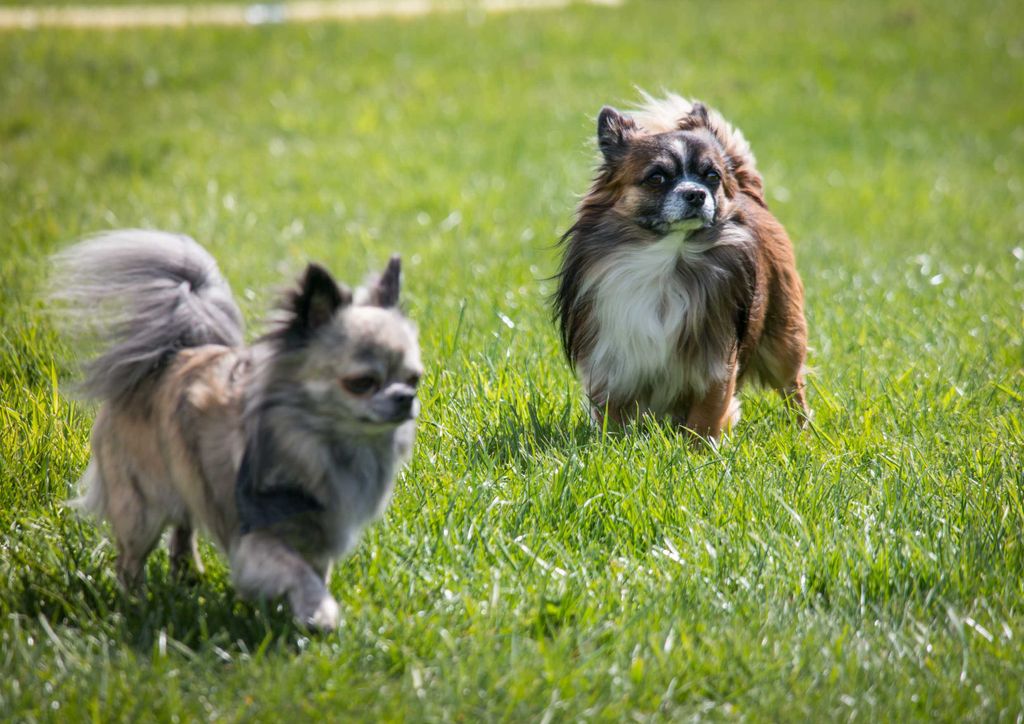 hansepuzzle 36087 - Chihuahua Puzzle, 260 Teile, Tierwelt, 41,0 x 28,0cm mit hochwertiger Aufbewahrung, Kartonbox und wiederverschließbarem Beutel