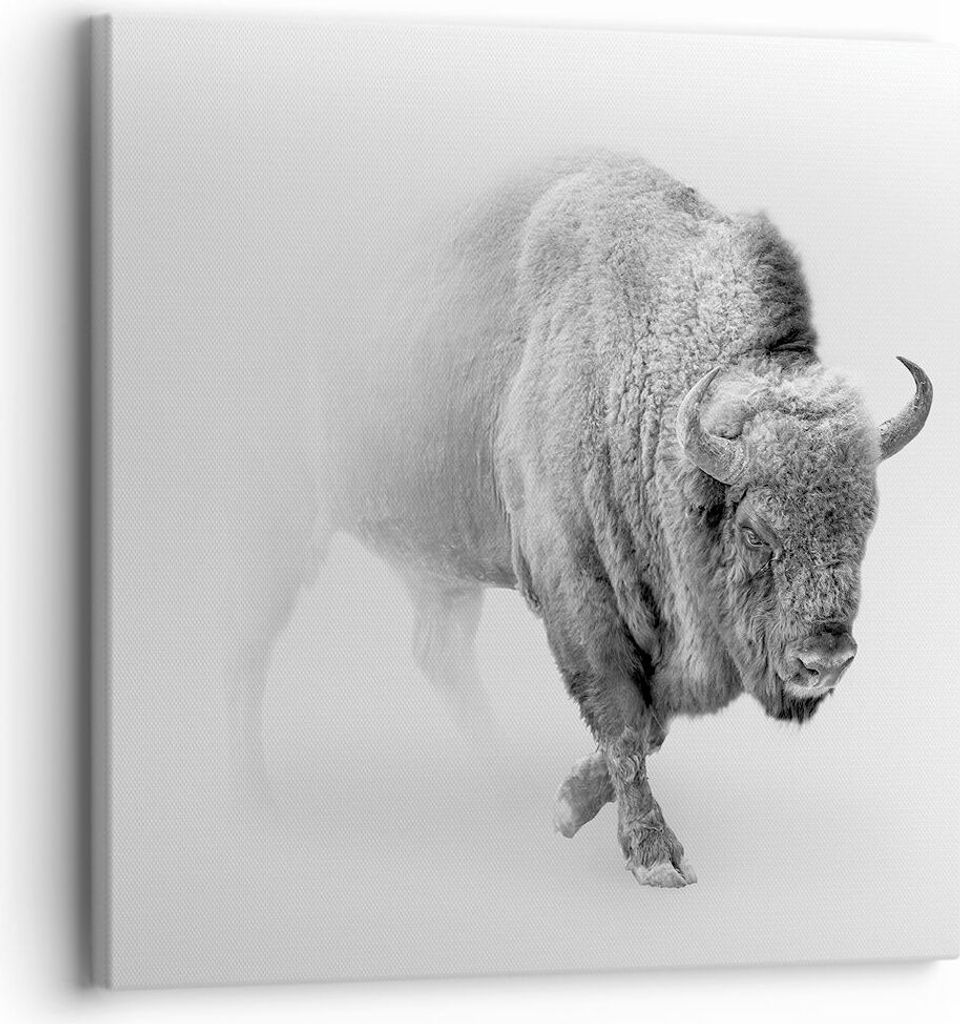 Bild auf Leinwand - Leinwandbild - Einteilig - Wisent Schwarzweiß Licht - 30x30cm - Wand Bild - Wanddeko - Wandbilder - Leinwanddruck - Bilder - W...