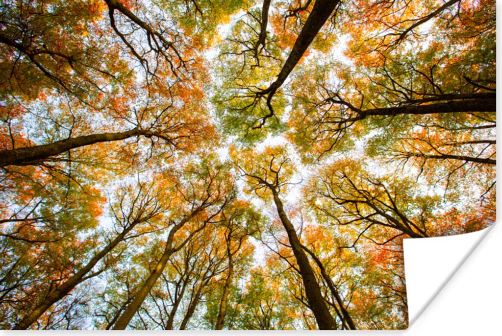 MuchoWow Poster Herbst - Himmel - Baum 90x60 cm - Schlafzimmer