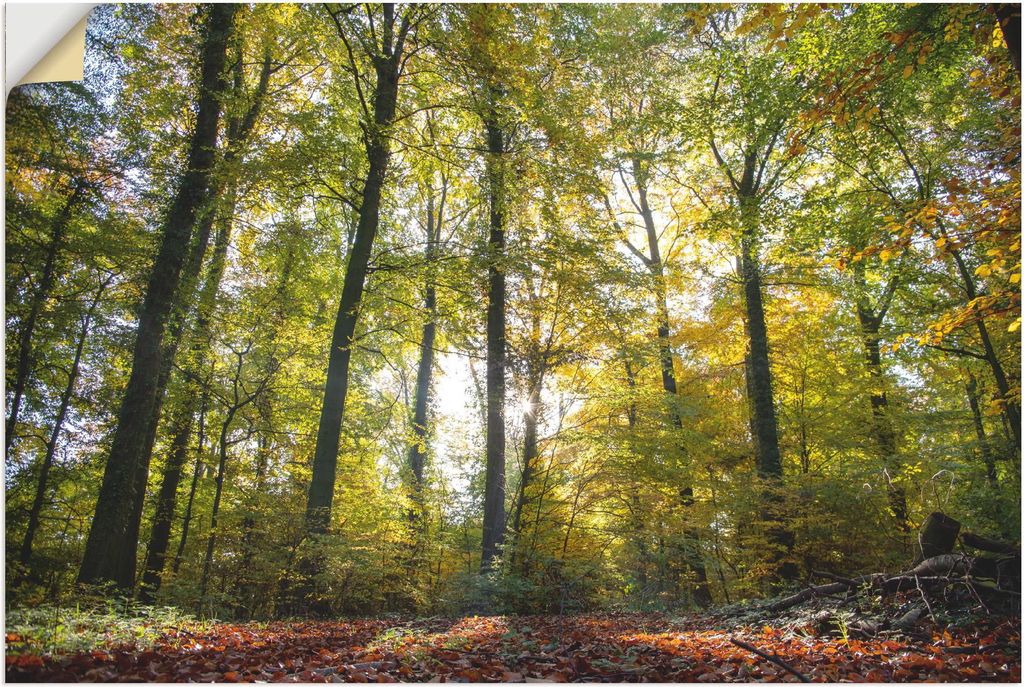 ARTland Wandbild, selbstklebend Laubwald zum Herbst Größe: 60x40 cm