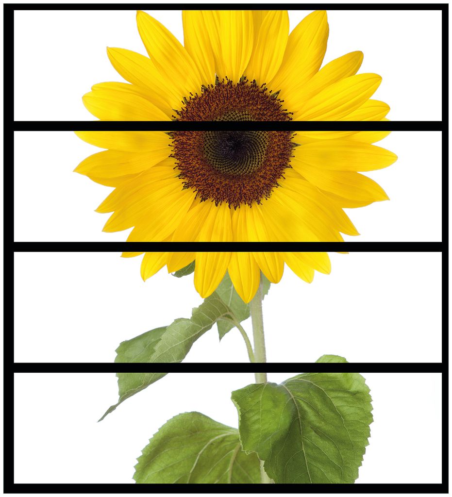 Wallario Möbelfolie / Aufkleber, geeignet für Ikea Malm Kommode mit 4 Schubfächern - Sonnenblume