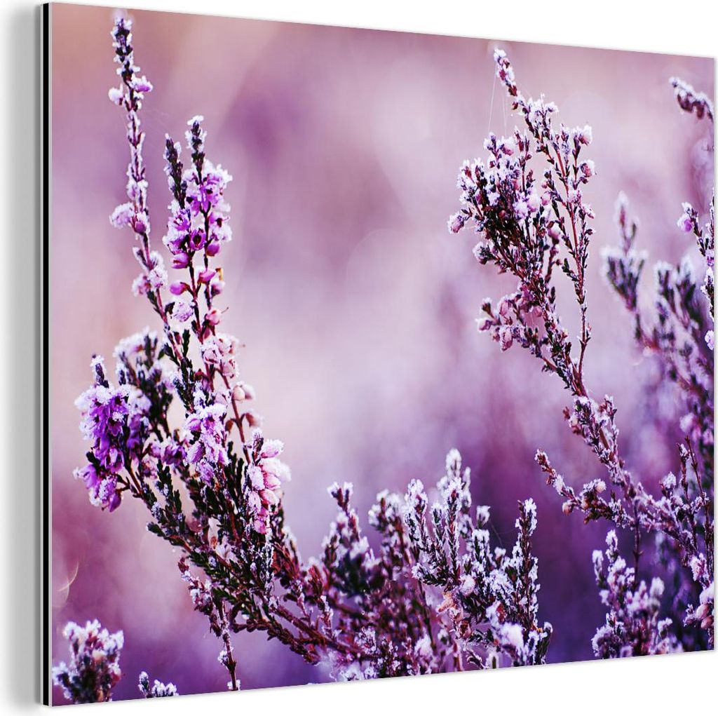 MuchoWow Wanddekoration Metall Metallbild Wandkunst 80x60 cm Lavendel - Winter - Blumen - Lila MuchoWow Aluminium Gemälde - Alubild