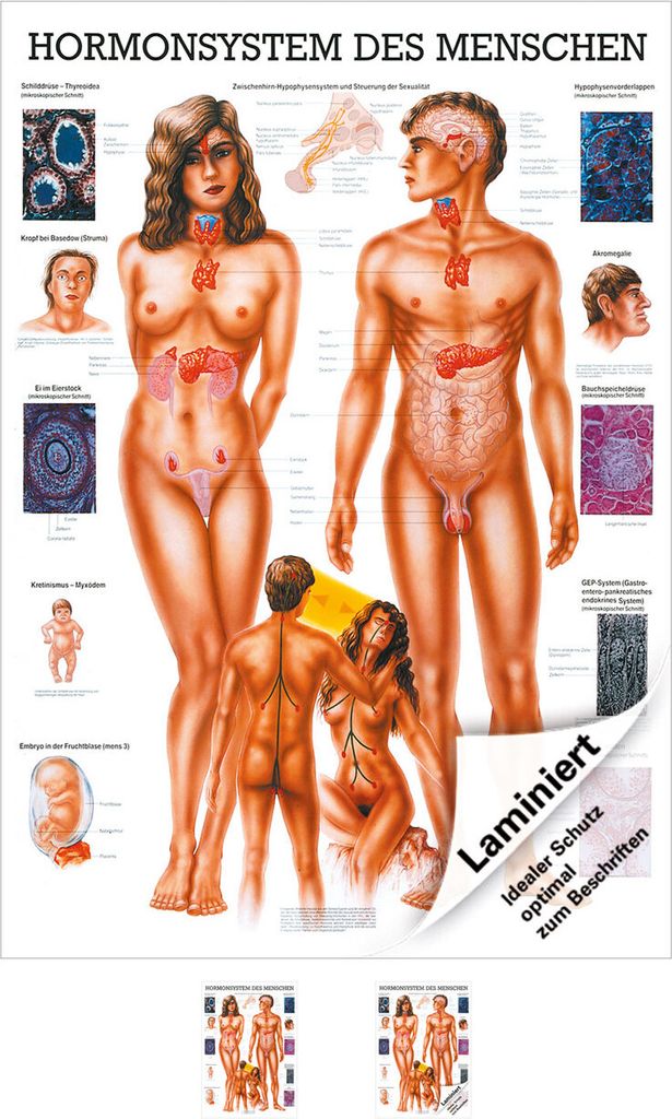 Das Hormonsystem Lehrtafel Anatomie 100x70 cm medizinische Lehrmittel