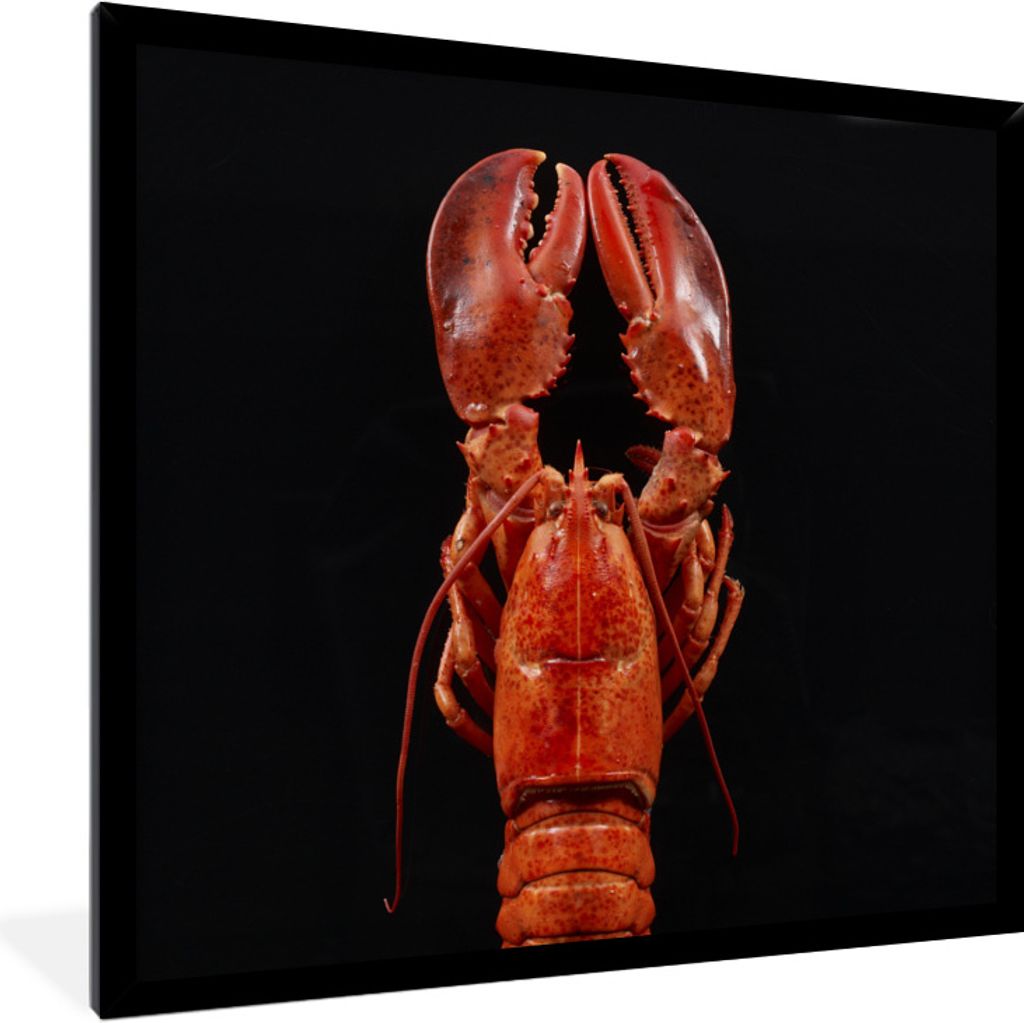 MuchoWow Gerahmtes Poster Krebs - Rot - Porträt 40x40 cm - Poster mit Schwarzem Bilderrahmen Wandposter Rahmen Foto Bilder - Mit Rahmen - Wandde...