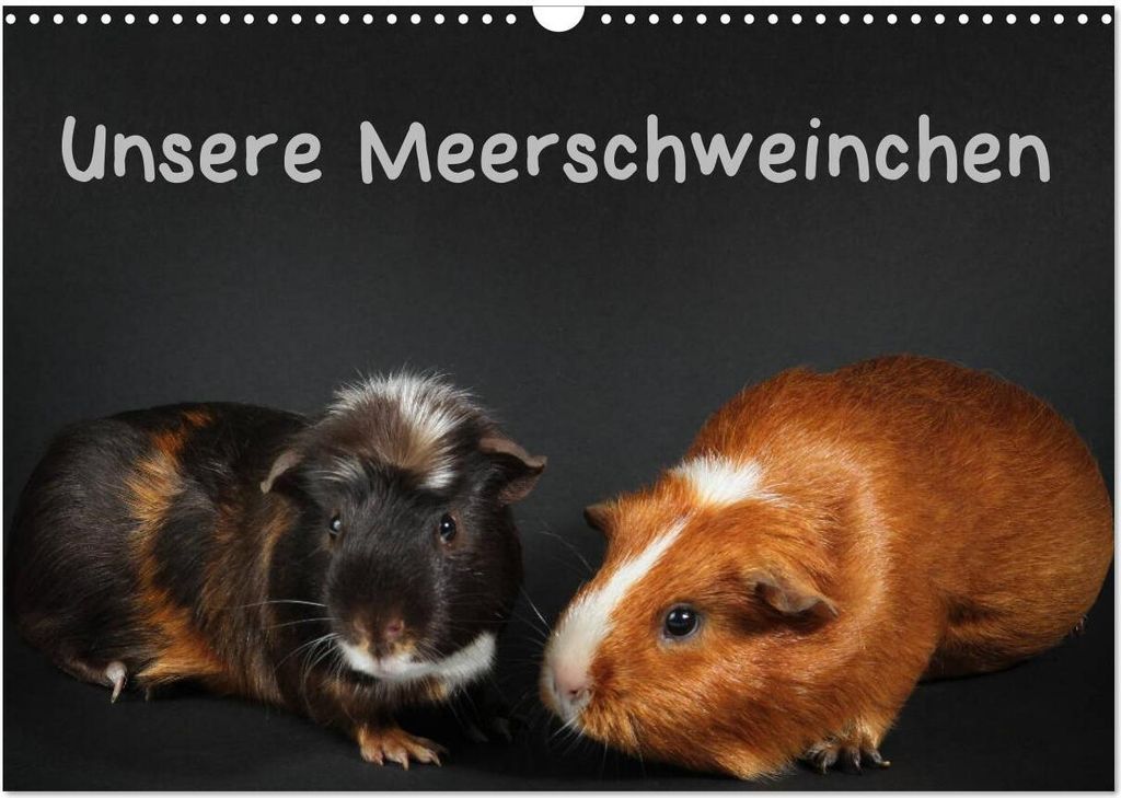 Unsere Meerschweinchen (Wandkalender 2026 DIN A3 quer), CALVENDO Monatskalender