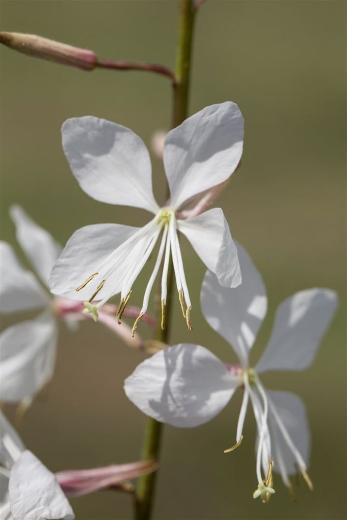 Gaura lindheimerii 'Geyser White', Prachtkerze, weiß, 2 Liter Container