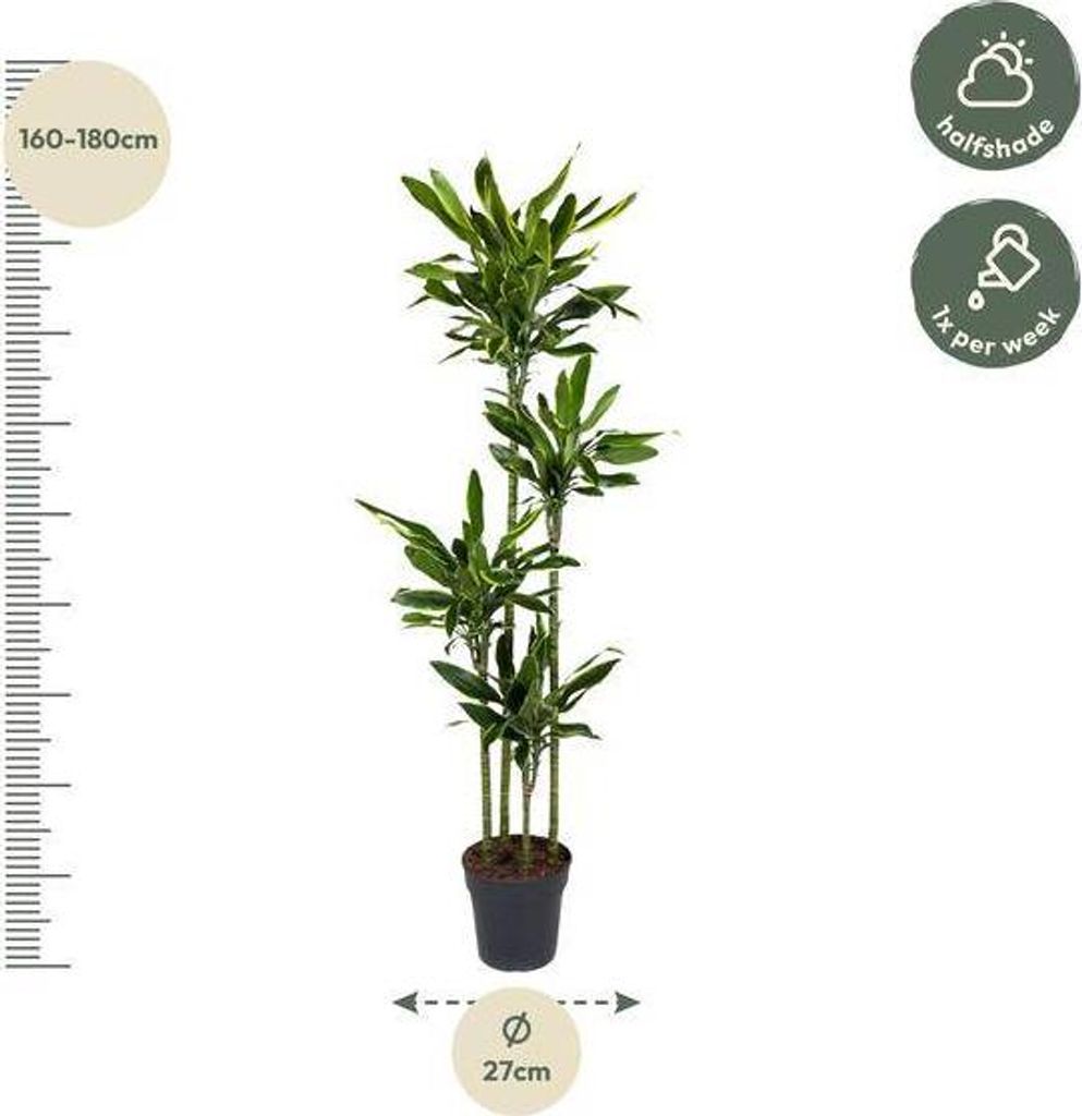 Drachenbaum Dracaena Golden Coast Ø27cm 170cm Pflegeleichte Zimmerpflanze