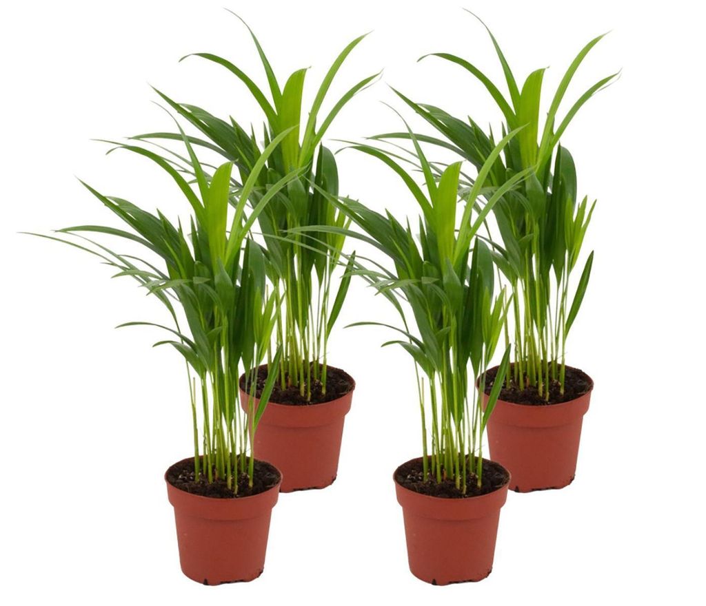 Zynesflora 4 Stück Areca Dypsis Lutescens Palme im 12 cm Pflanzentopf - Höhe: 40 cm - Goldpalme Goldfruchtpalme Zimmerpalme Zimmerpflanze