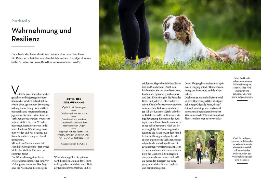 Résilience Canine : Techniques de Gestion du Stress pour Chien Actif