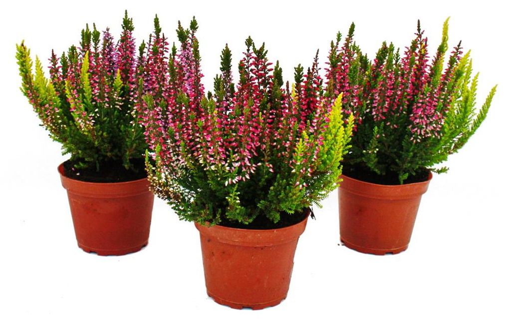 Calluna vulgaris multicolore set di 3 piante di erica Immagine del prodotto 