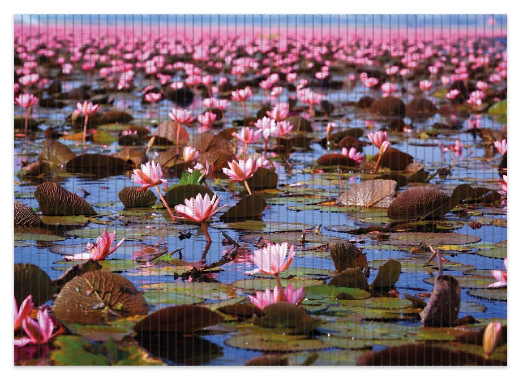 Wallario Duschmatte Antirutschmatte Badmatte Fußmatte Seerosenlandschaft mit rosa Blüten, Größe ca. 70 x 50 cm