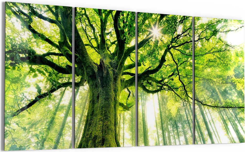 DEQORI Glasbild Echtglas 4x30x60 cm 'Eindrucksvoller Baum' Wandbilder XXL groß