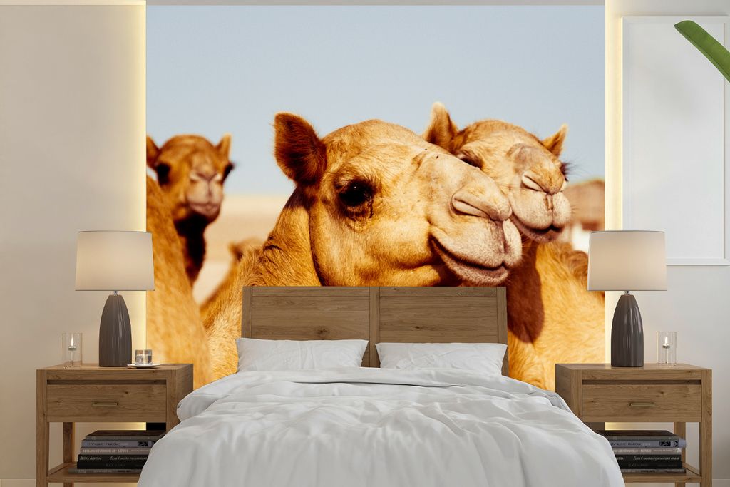 MuchoWow Fototapete für Wohnzimmer oder Schlafzimmer Wandtapete Vinyl Motivtapete Kamele auf einer sandigen Ebene in Dubai - 240x240 cm - Schlaf...