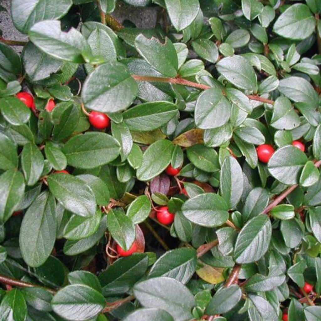 2 x Teppichmispel - Cotoneaster dammeri | 20-30 cm in Container