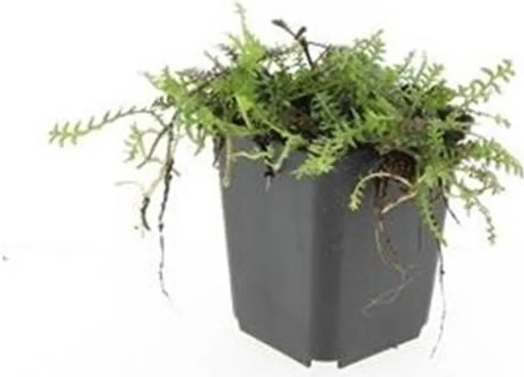Leptinella squalida à feuillage brun - Couvre-sol résistant - 12 pots