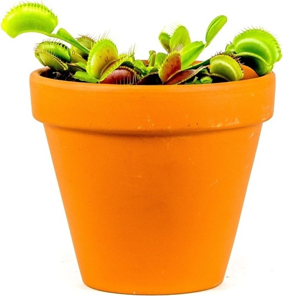 Gardners Dionaea, průměr 9 cm Obrázek produktu 