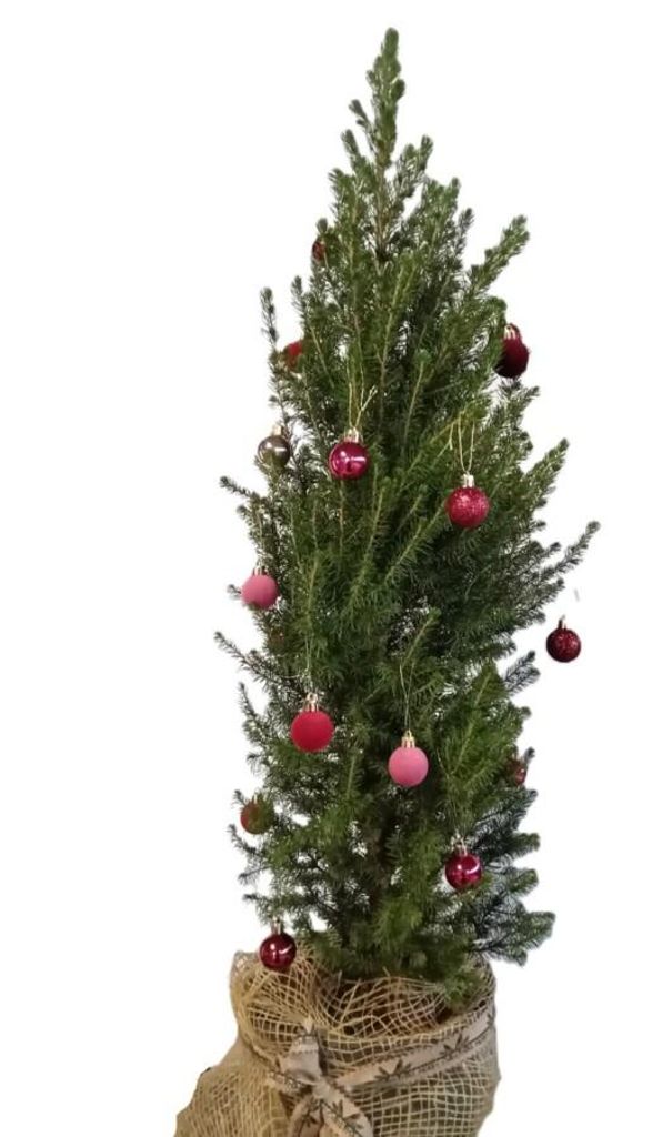 Kleiner Weihnachtsbaum Picea Glauca Conica December 70 - 80 cm